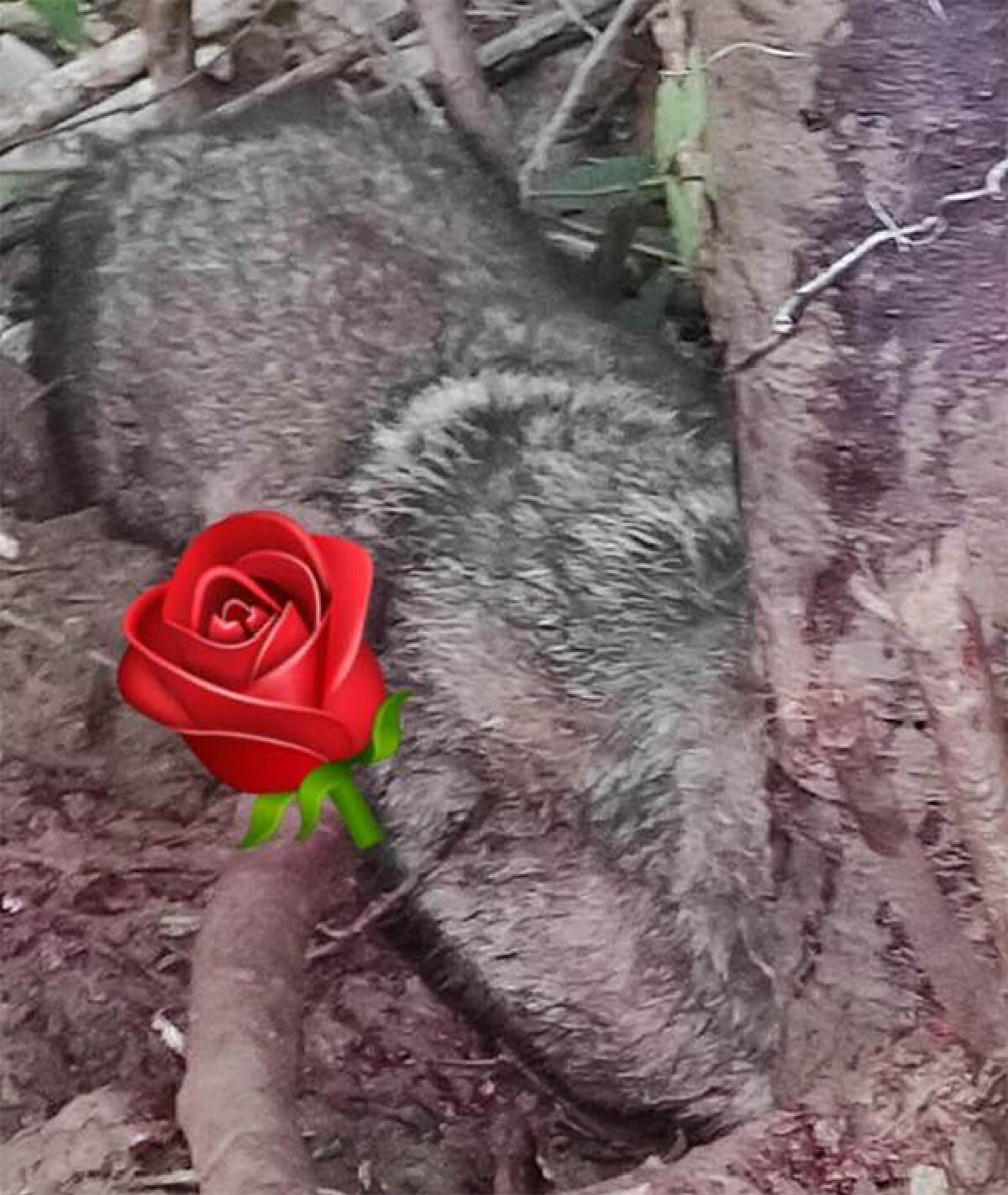 Lupo ucciso da un colpo di fucile nella zona della Valle, a Sonnino. La condanna del sindaco, Luciano De Angelis. - 