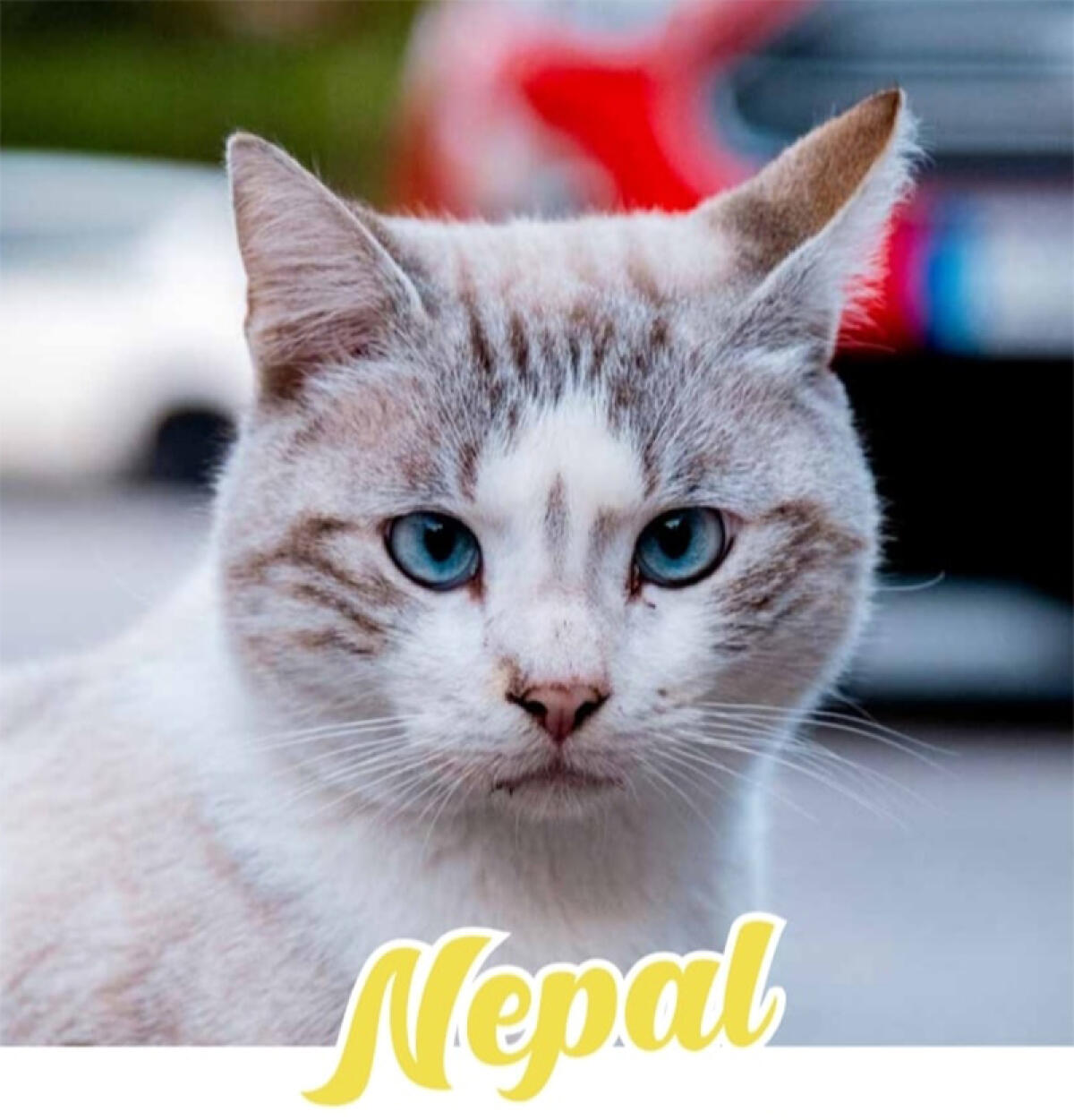 Micio investito  ridotto in fin di vita in via Toscanini, ad Aprilia: "Amici di Birillo" cerca testimoni! Attenzione IMMAGINI FORTI! - 