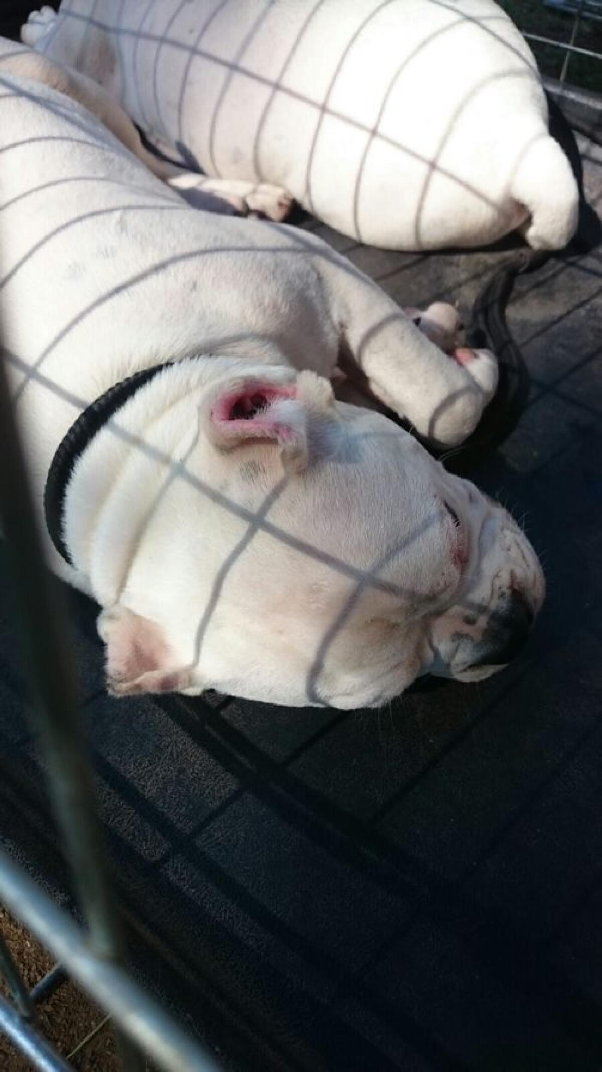 Tagliarono le orecchie ai cani, tutti condannati. sentenza del Tribunale di Roma su denuncia dell’Oipa - 