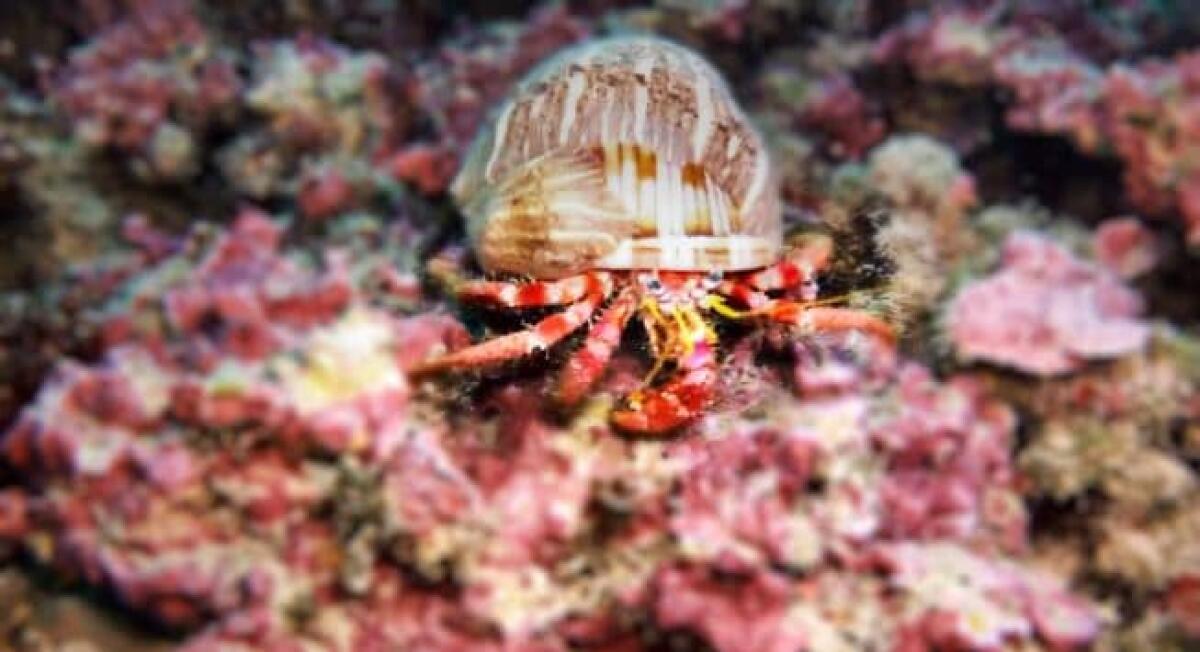 I fondali del mare di Anzio tutti da scoprire, gli scatti inediti - 