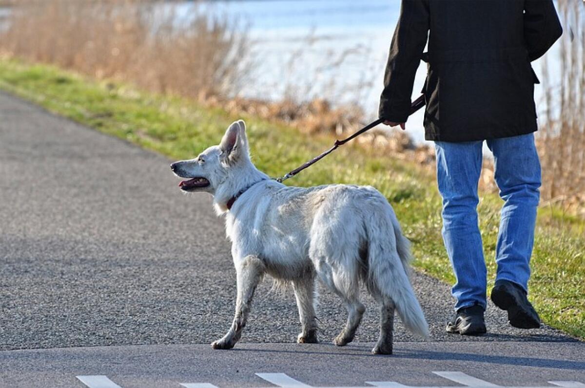 <strong>Furti dei cani: l'Oipa spiega come difendere il nostro amico a quattro zampe</strong> - 