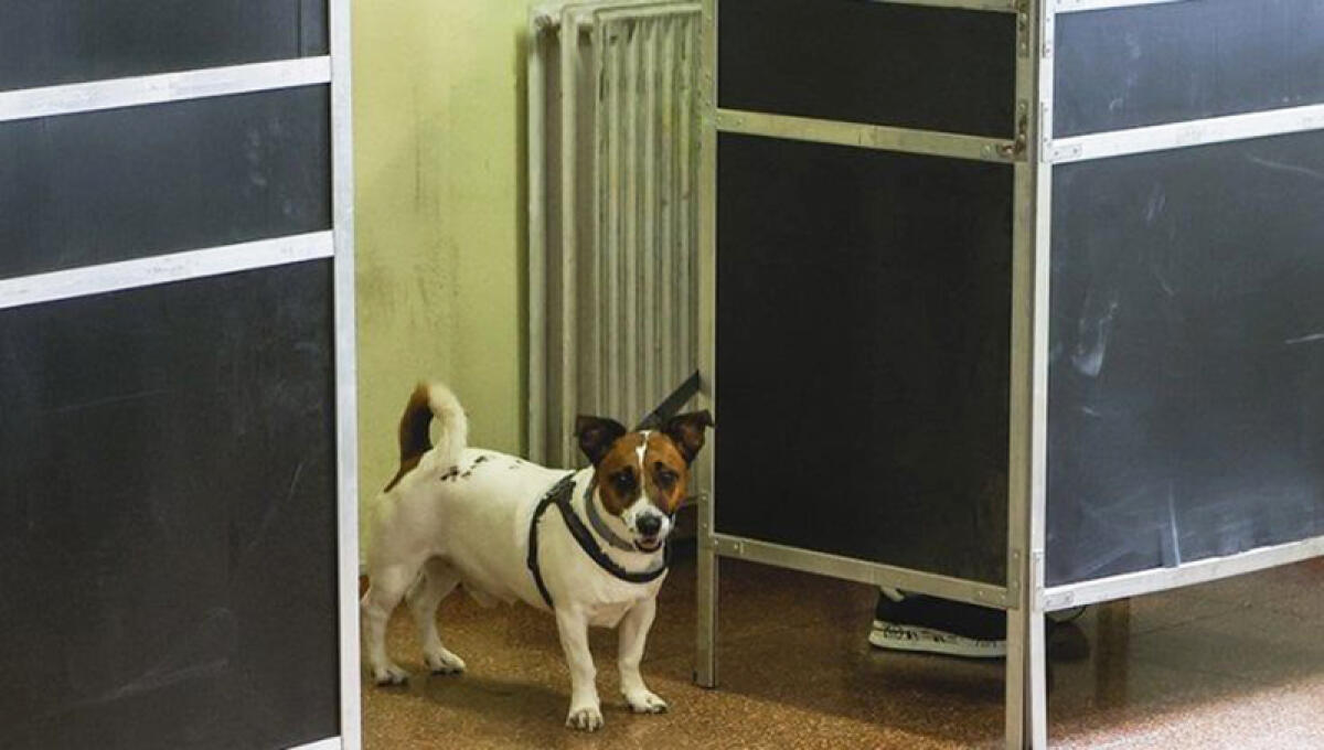 Elezioni regionali nel Lazio, “andare a votare con il cane si può?” le risposte dell’associazione Oipa. - 