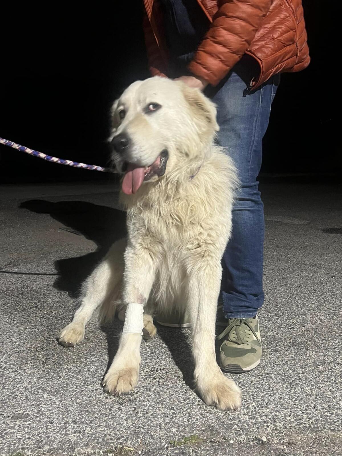 Cibo avvelenato per cani tra Velletri e Lariano, diversi i casi segnalati - 