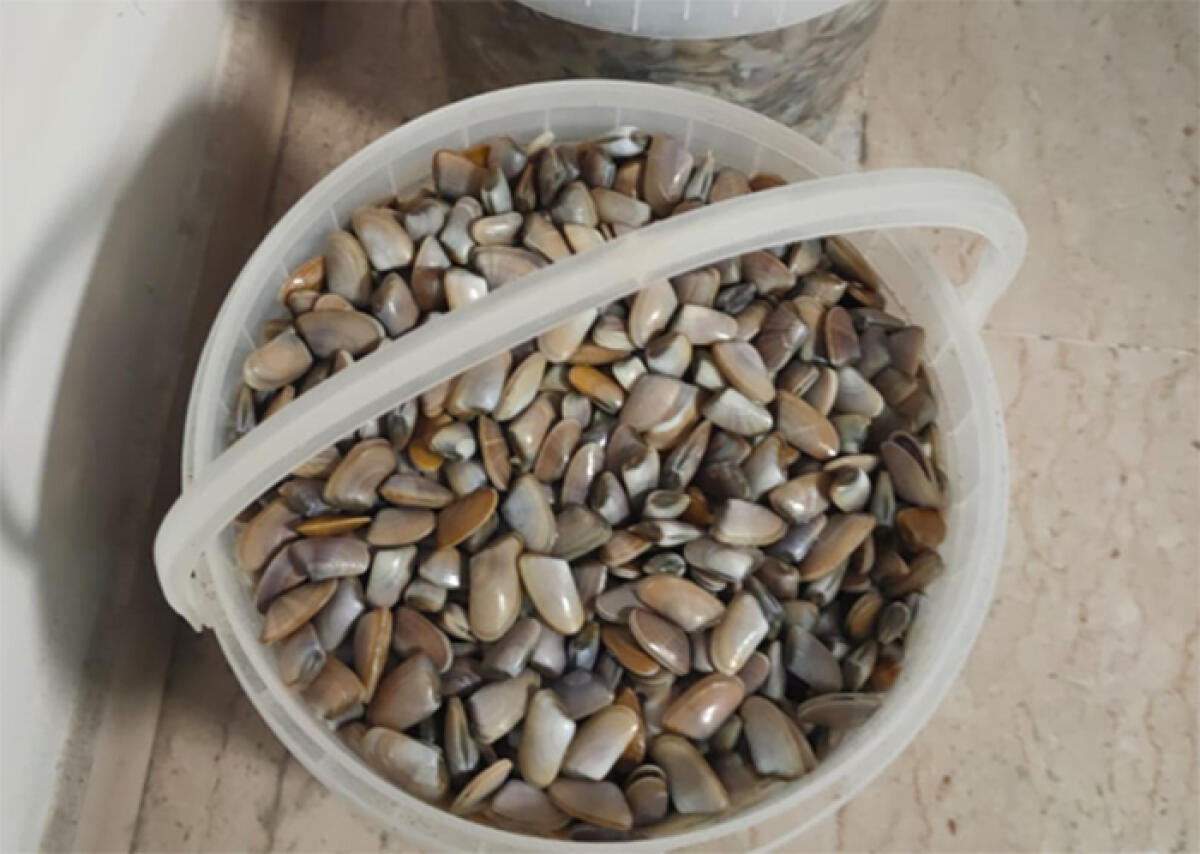 Vendita illegale di telline al mercato settimanale di Nettuno: la polizia locale esegue un sequestro. - 