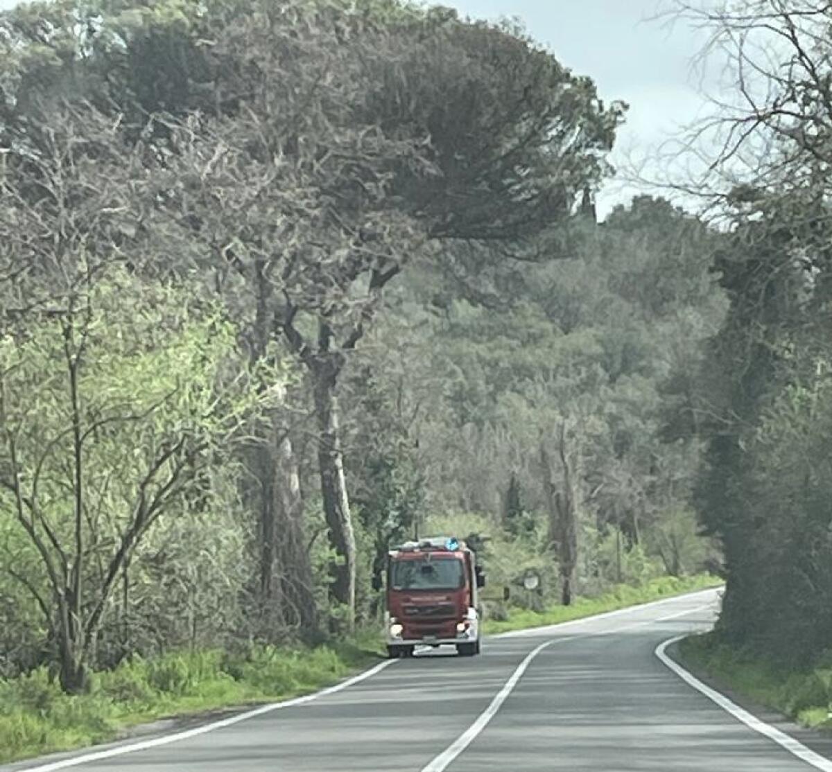 Pino pericolante su via Pontina Vecchia, intervengono i vigili del fuoco - 