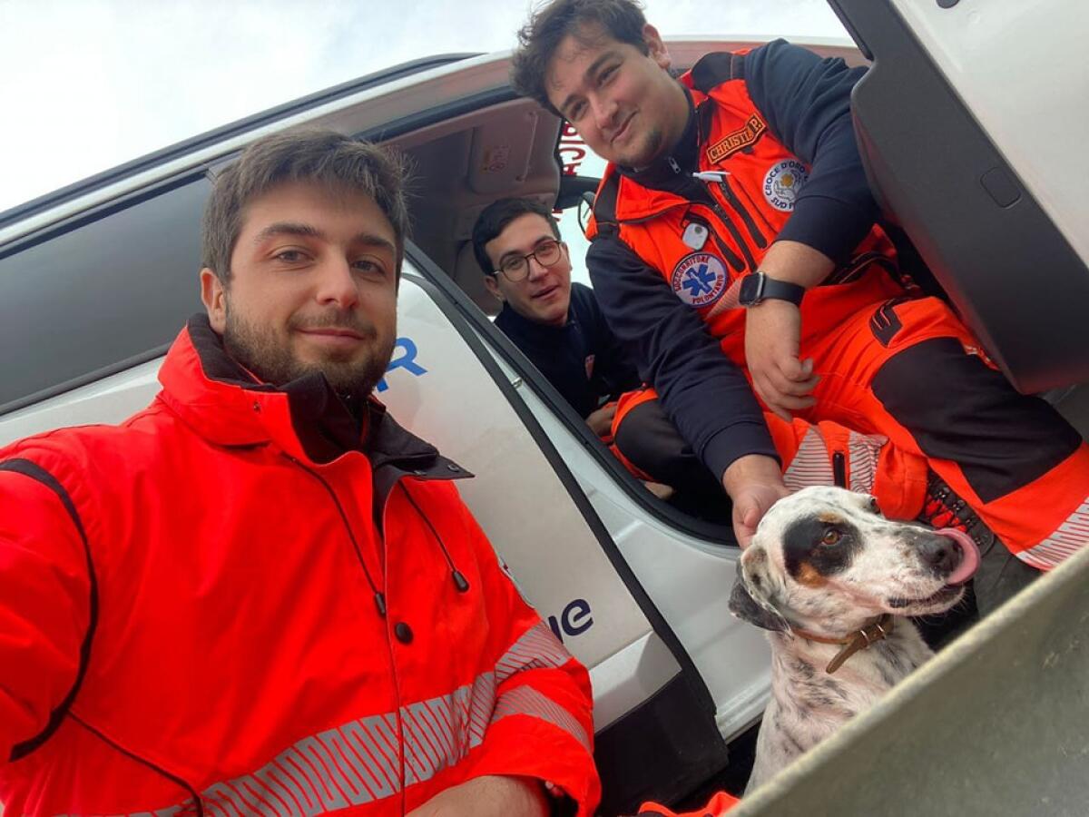 Smarrito ed impaurito correva al centro della strada, sulla Pontina: cane salvato dai volontari della “Croce d’Oro Sud Pontino”. - 