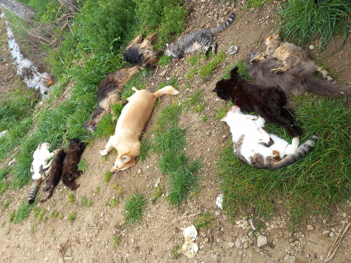 Strage di cani e gatti in un rifugio nel sud pontino, sono stati avvelenati - 