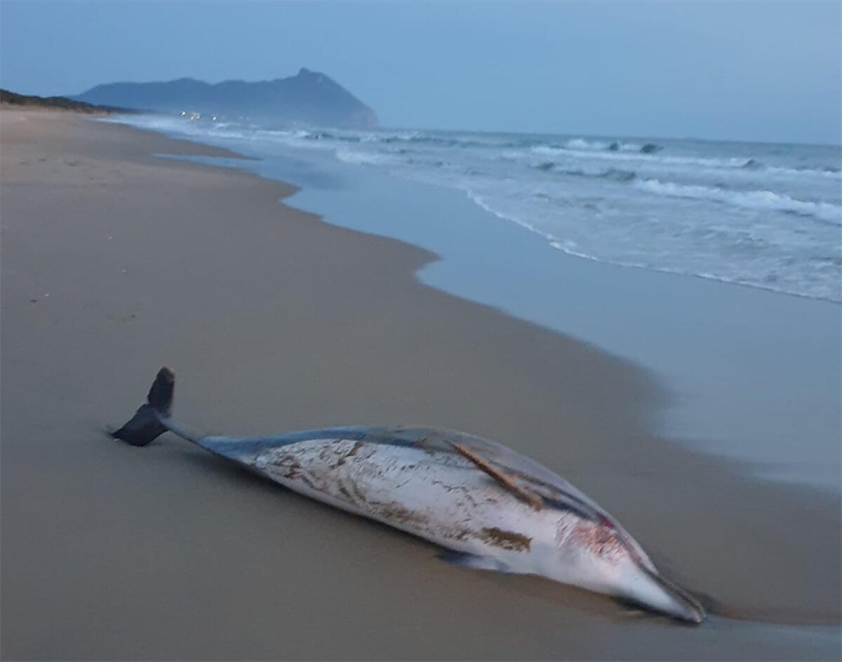 Esemplare di delfino trovato morto in spiaggia a Sabaudia. Interviene la protezione civile. - 
