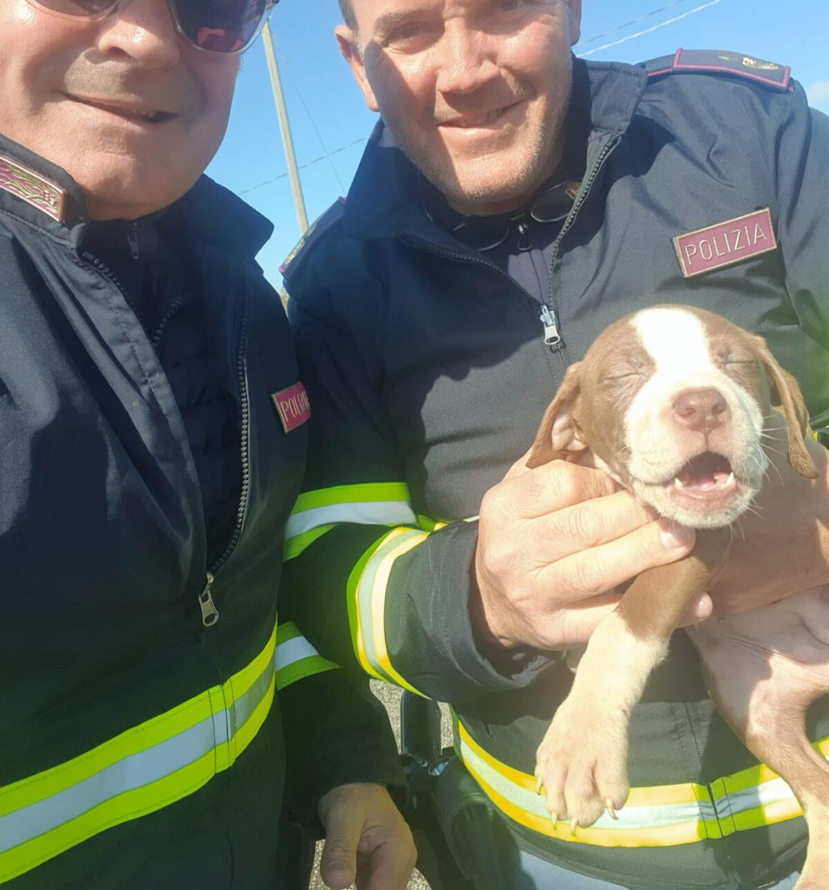 Cagnolini abbandonati sulla Pontina, salvati dalla Polizia Stradale - 