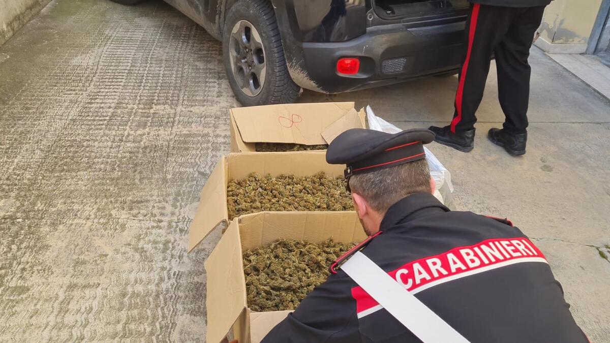 Coltivava piante di marijuana: i Carabinieri arrestano il titolare di un’azienda agricola. - 