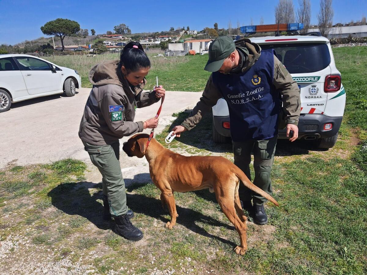 Cane abbandonato tra i rifiuti e denutrito, salvato dalle Guardie Zoofile ad Ardea - 