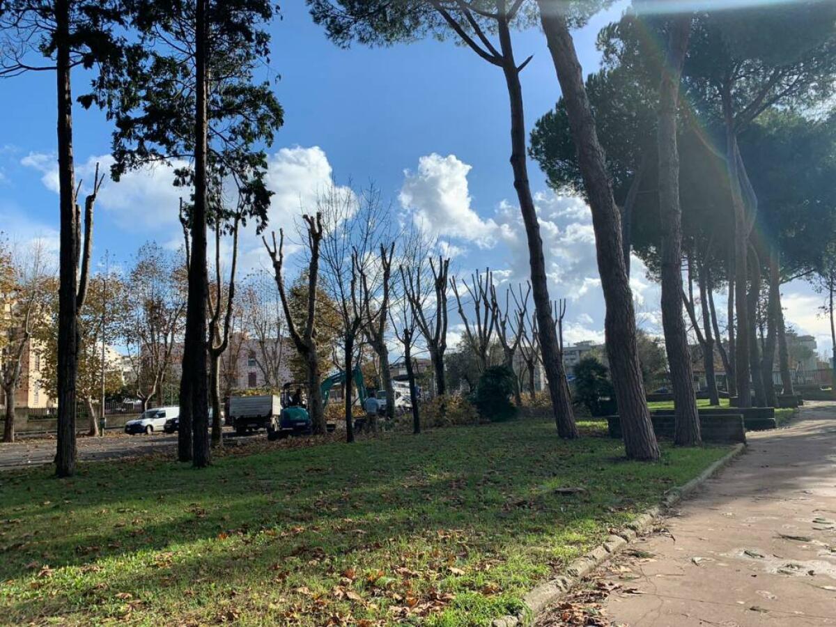 Abbattimento di 20 alberi al Parco Palatucci di Nettuno, la Commissione Straordinaria: “erano pericolosi per l’incolumità pubblica”. - 