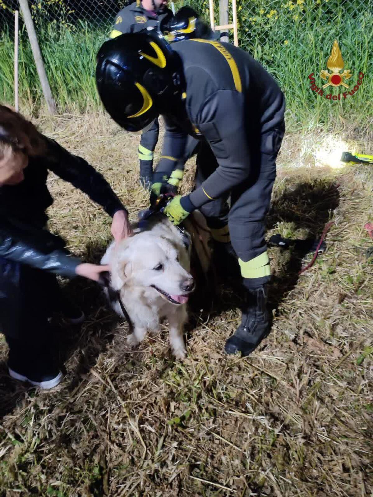 Golden retriver cade in una buca profonda più di tre metri, viene salvato dai Vigili del Fuoco. - 