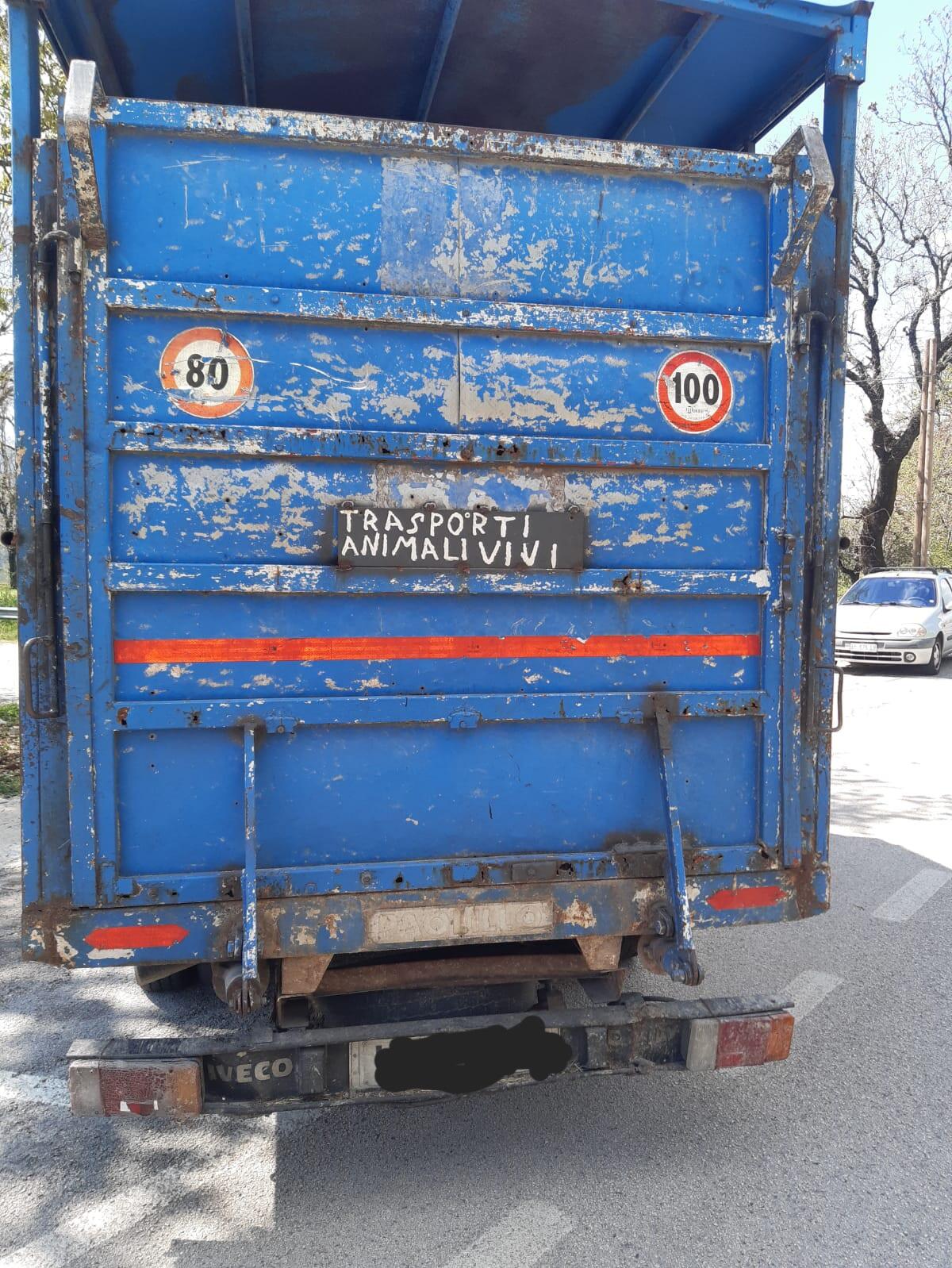 Trasportavano due cavalli su un mezzo non idoneo: la Stradale di Latina sanziona due persone - 