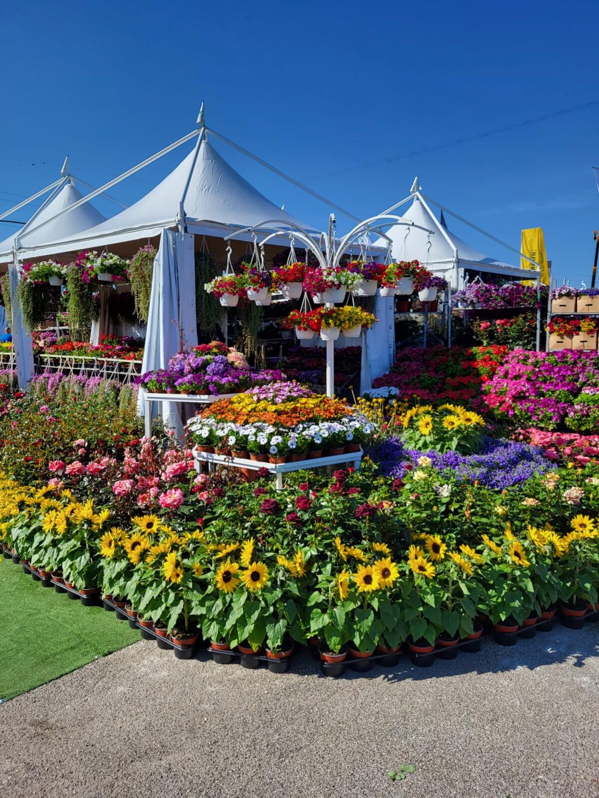 Dal 29 Aprile al 1° Maggio torna la “Mostra Agricola di Campoverde". Grande affluenza di visitatori nel fine settimana appena trascorso. - 