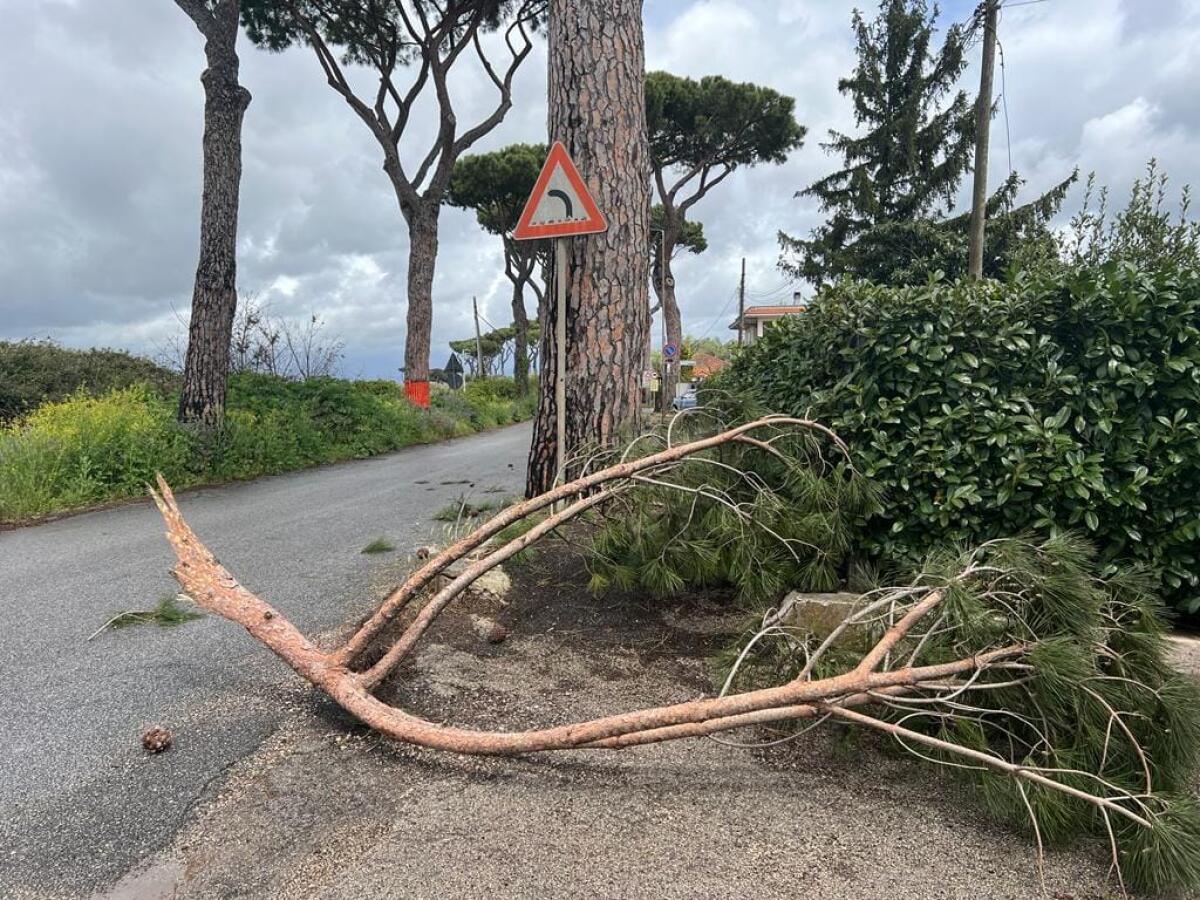 Grosso ramo precipita in via Virgilio a Campoverde - 