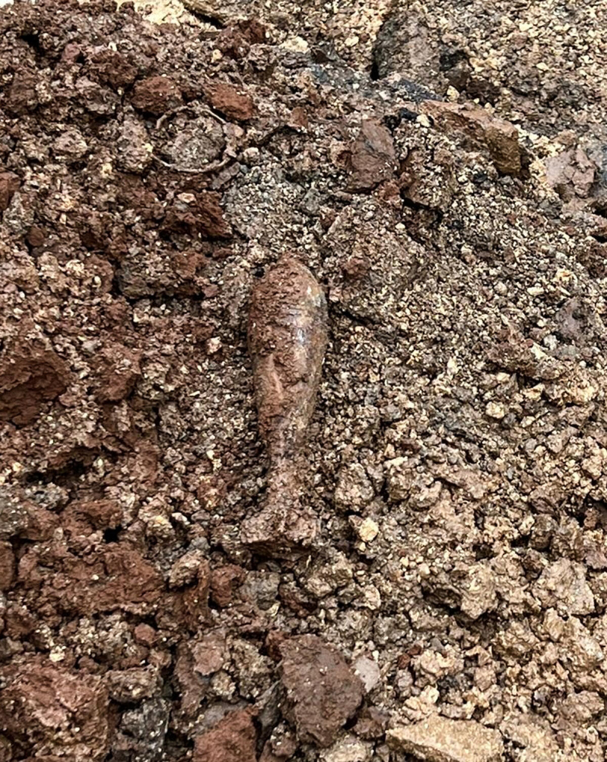 Cimitero comunale chiuso questo venerdì a Cisterna per la rimozione dell’ordigno rinvenuto durante i lavori. - 