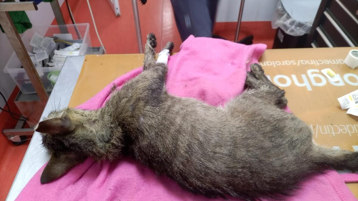 Esche avvelenate ai gatti di una colonia felina, a Casalazzara, ad Aprilia: in 3 sono morti, 2 in gravissime condizioni. - 