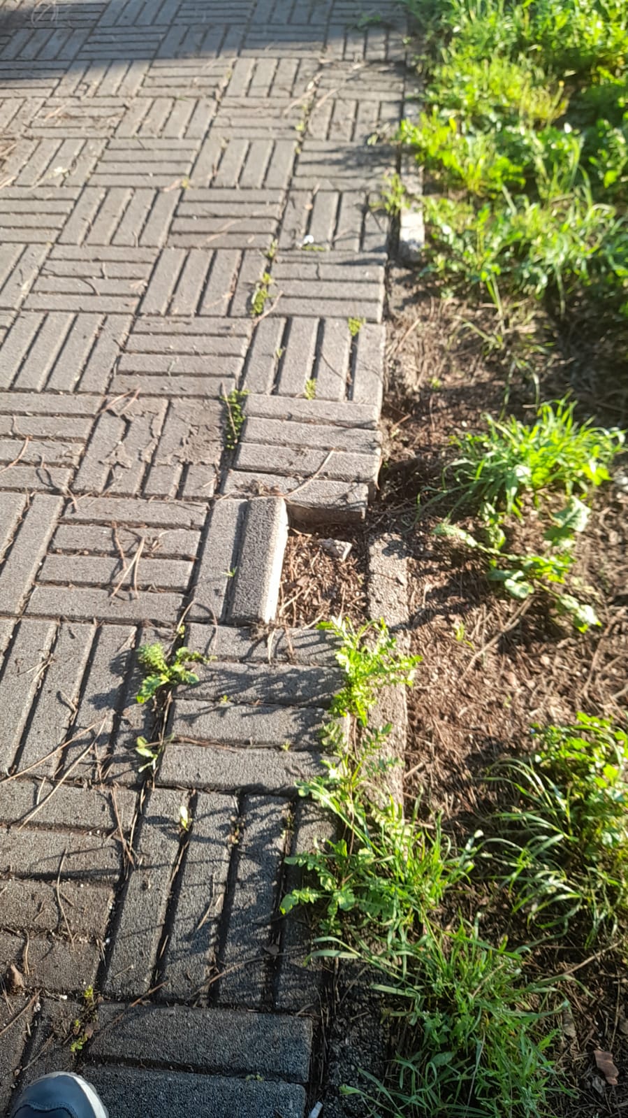 il Parco La Pinetina di Via degli Oleandri, ad Aprilia