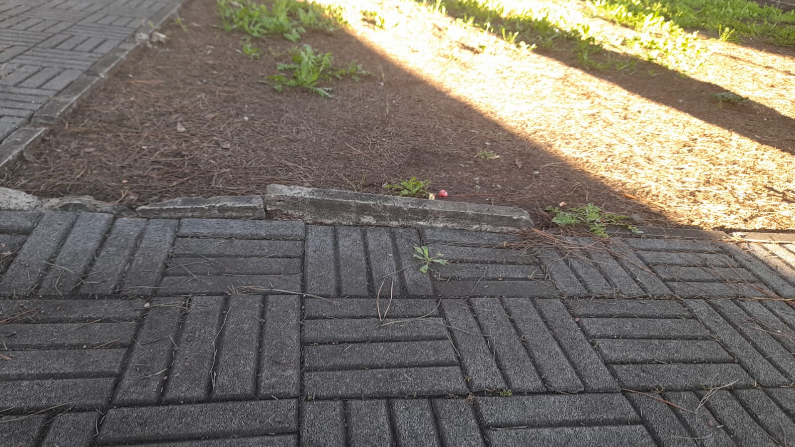 il Parco La Pinetina di Via degli Oleandri, ad Aprilia