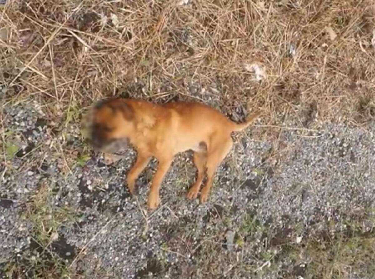 Lancia il cane dall’auto in corsa sulla Pontina, l’animale muore sul ciglio della strada. - 