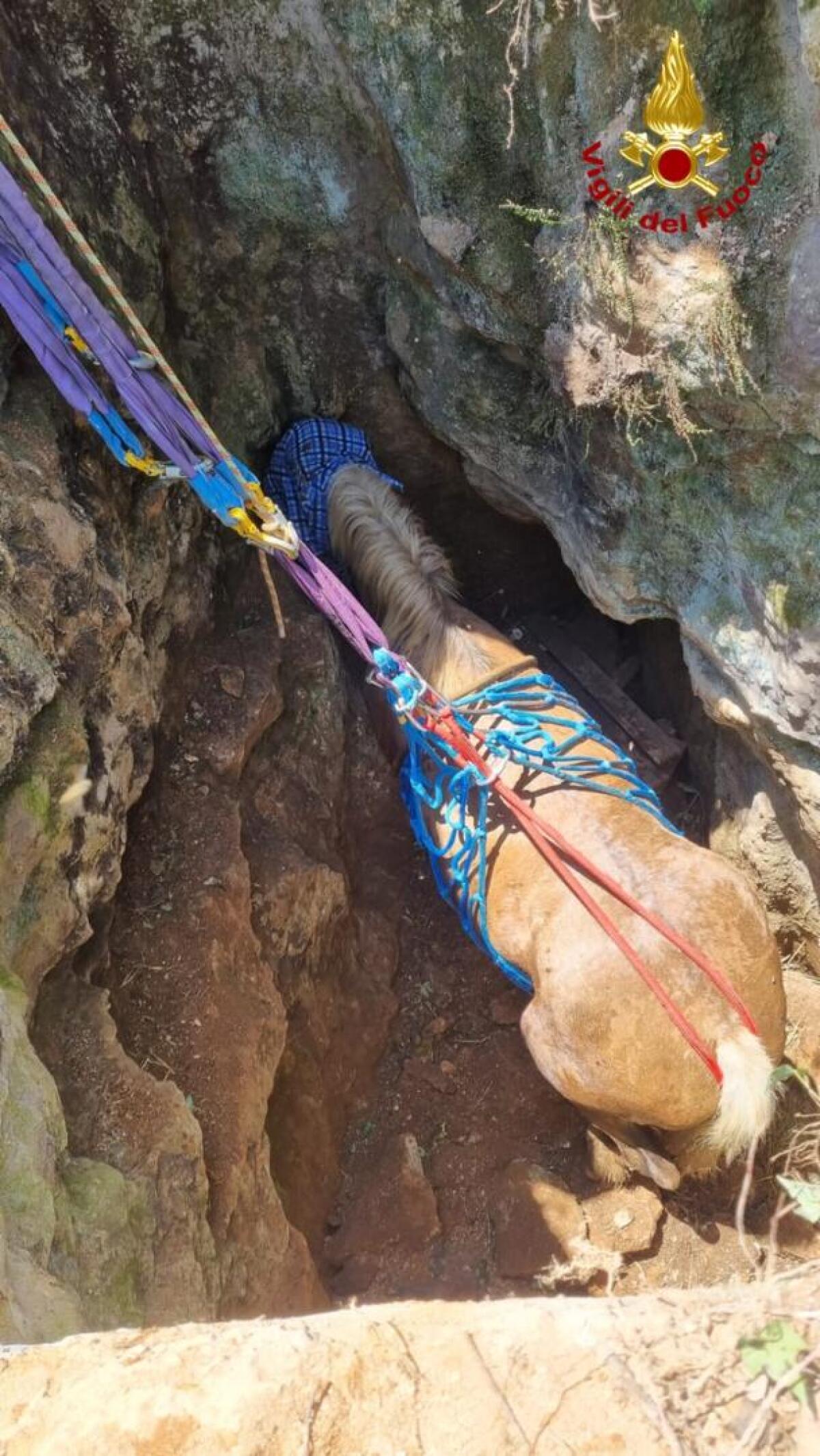 Cavallo cade in una cavità naturale, salvato dai vigili del fuoco - 