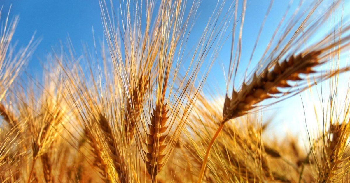 Torna la Festa del Grano a Pomezia - 