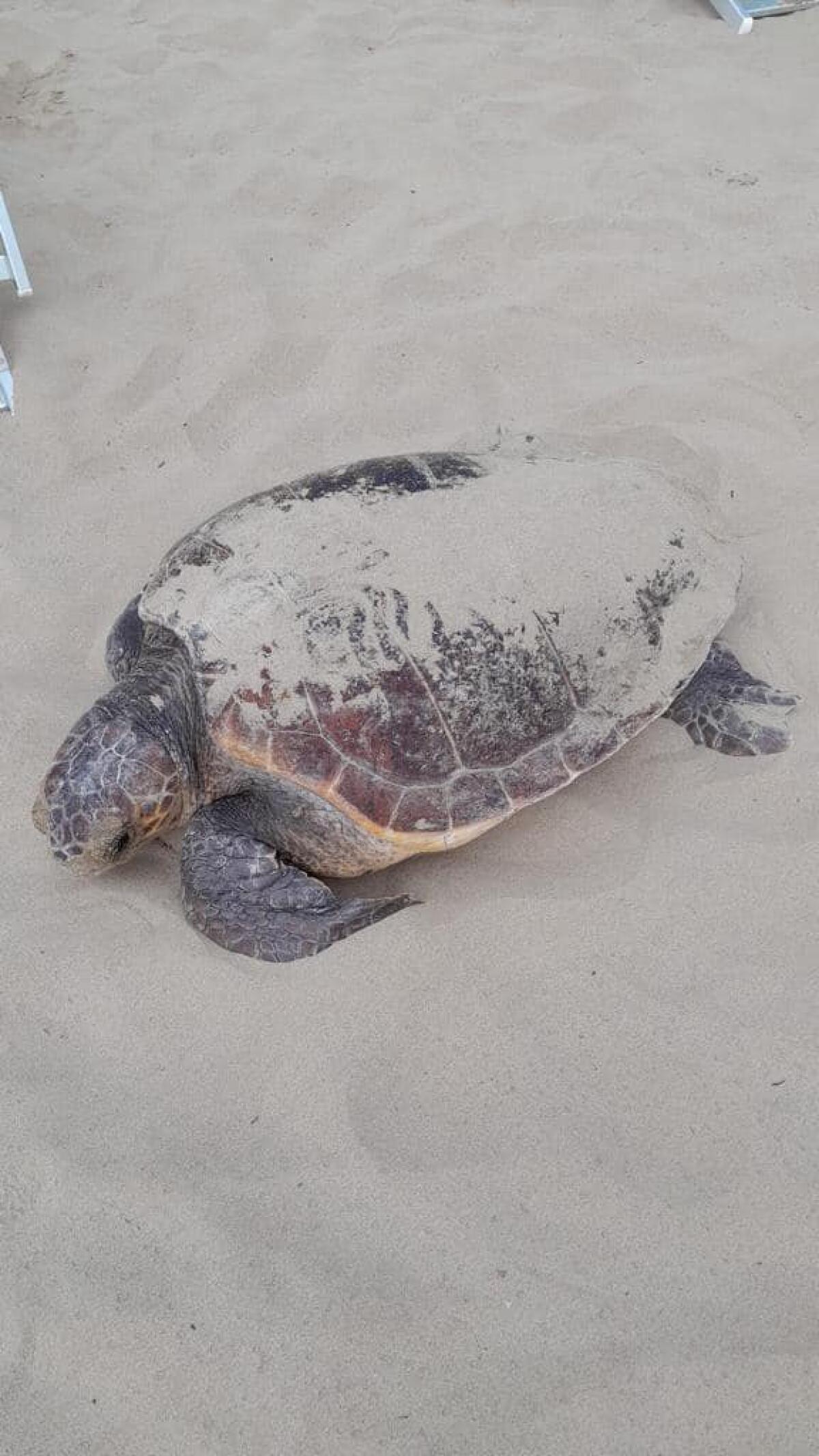 Primo nido di tartaruga nel Lazio, a San Felice Circeo - 