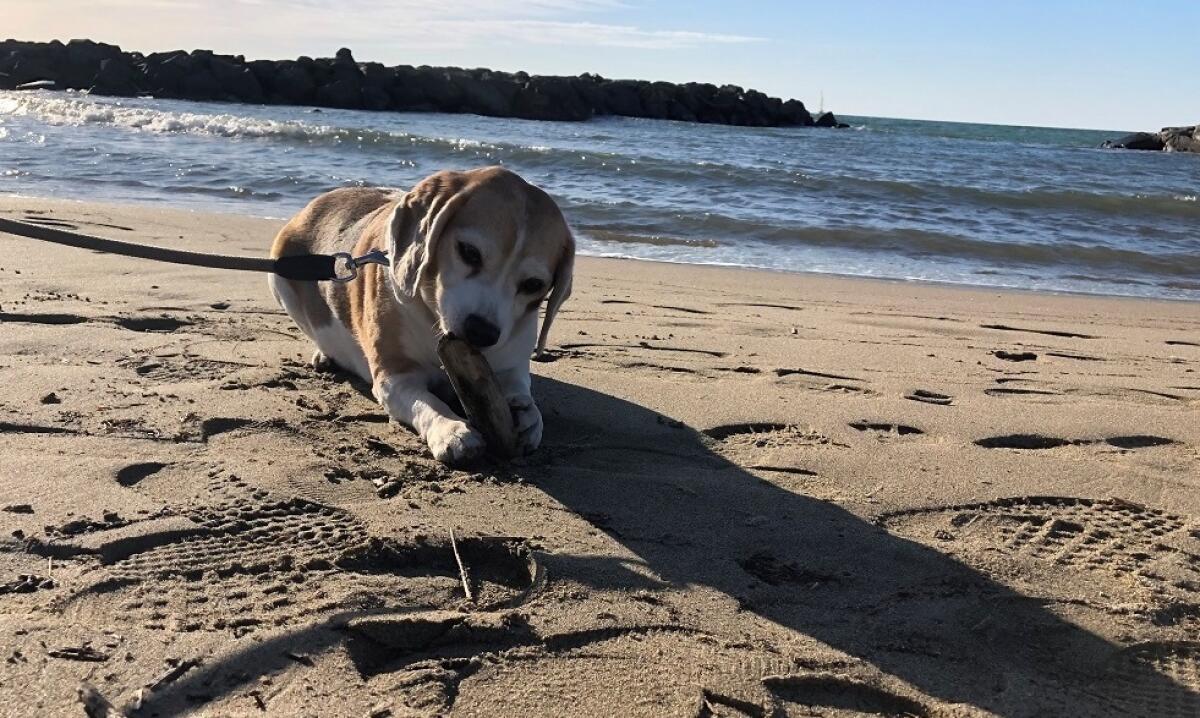 Torna la Sabau Beach, quadrupedi e umani insieme al mare - 