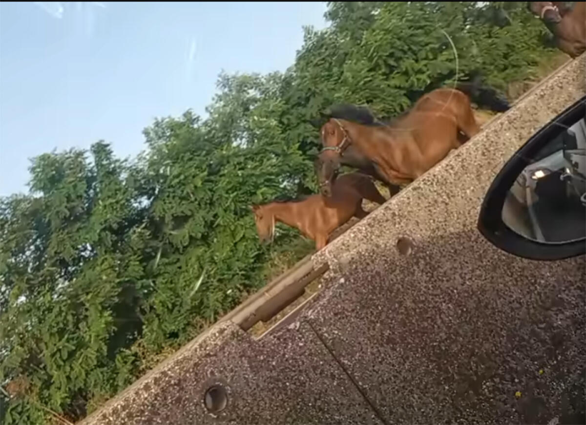 Avvistati quattro cavalli a trotto questa mattina sulla Pontina, all’altezza di Torvaianica. Recuperati e messi in salvo. - 