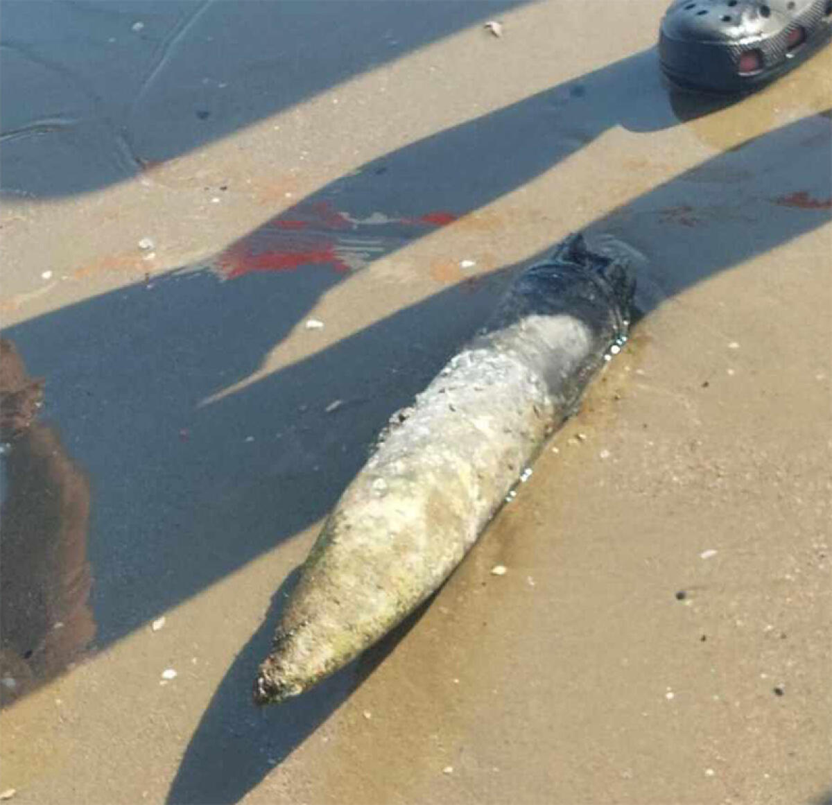 Ordigno bellico rinvenuto sulla spiaggia di Nettuno. - 