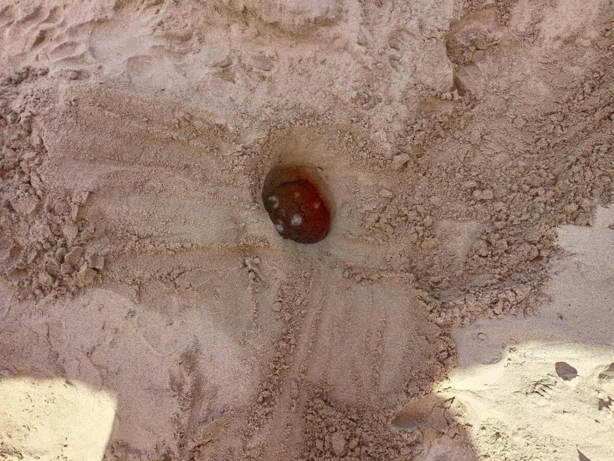 Litorale laziale da record: individuati 11 nidi di tartaruga Caretta Caretta - 