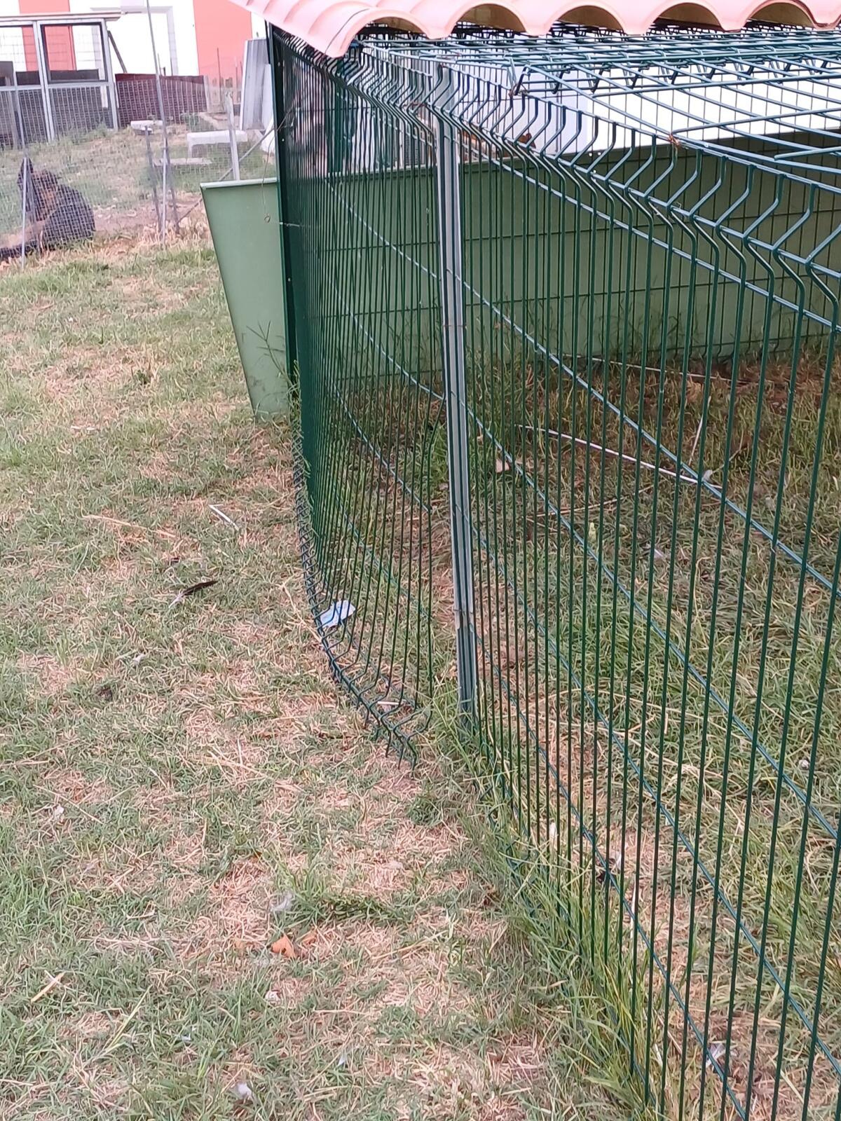 Furto notturno in un negozio di animali di Aprilia: i ladri fuggono via con due struzzi americani. - 