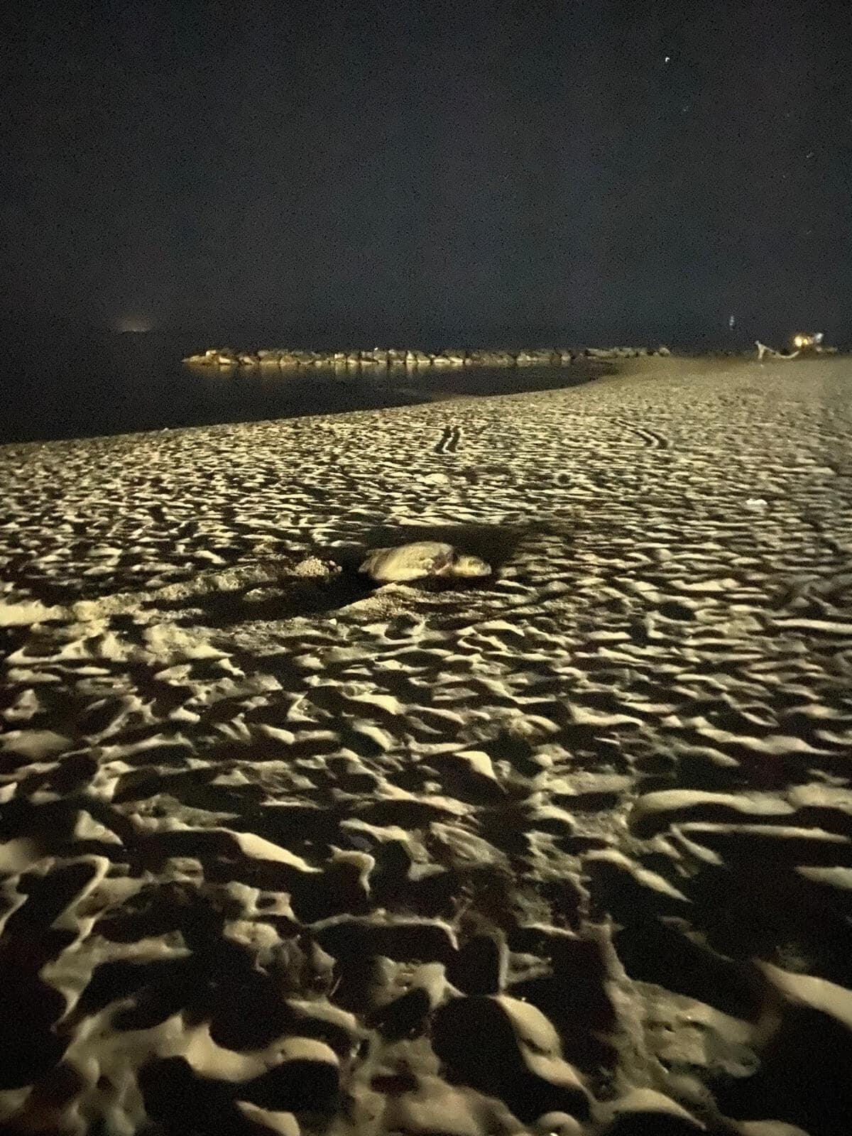 San Felice Circeo - Una tartaruga stanotte ha deposto le uova (VIDEO) - 