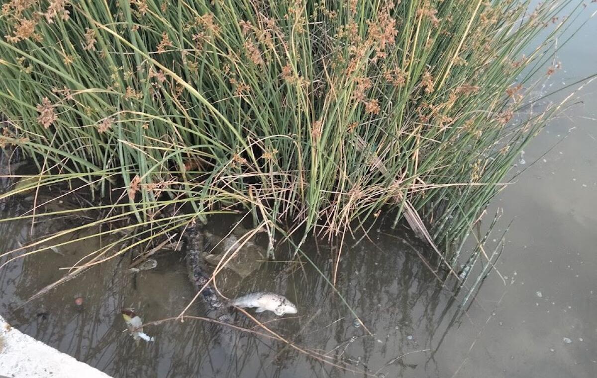 Latina - E intanto i pesci stanno a morire. Incontro in Comune con le associazioni per il Parco San Marco - 