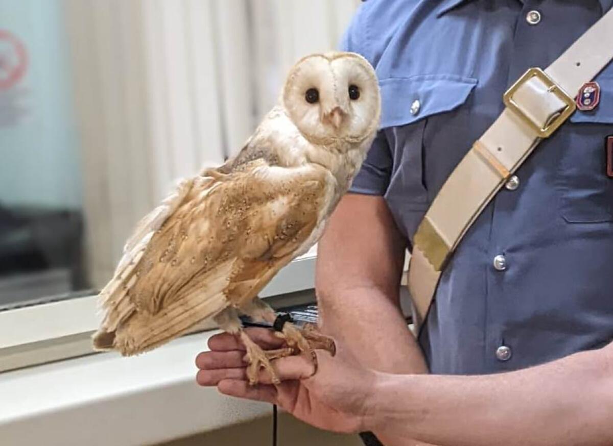 Barbagianni clandestino e sfruttato - 