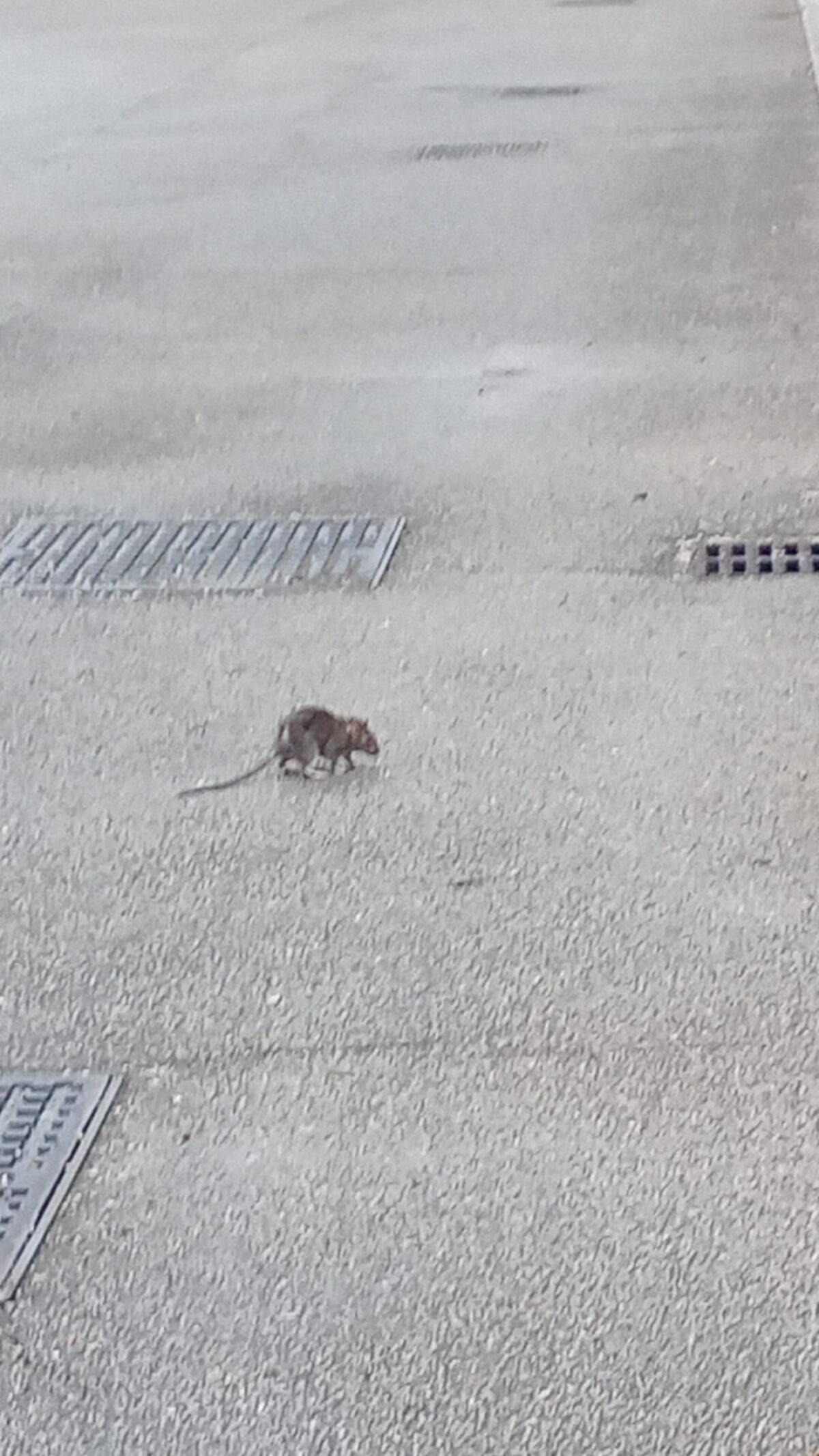 Latina - Il topo di città - 