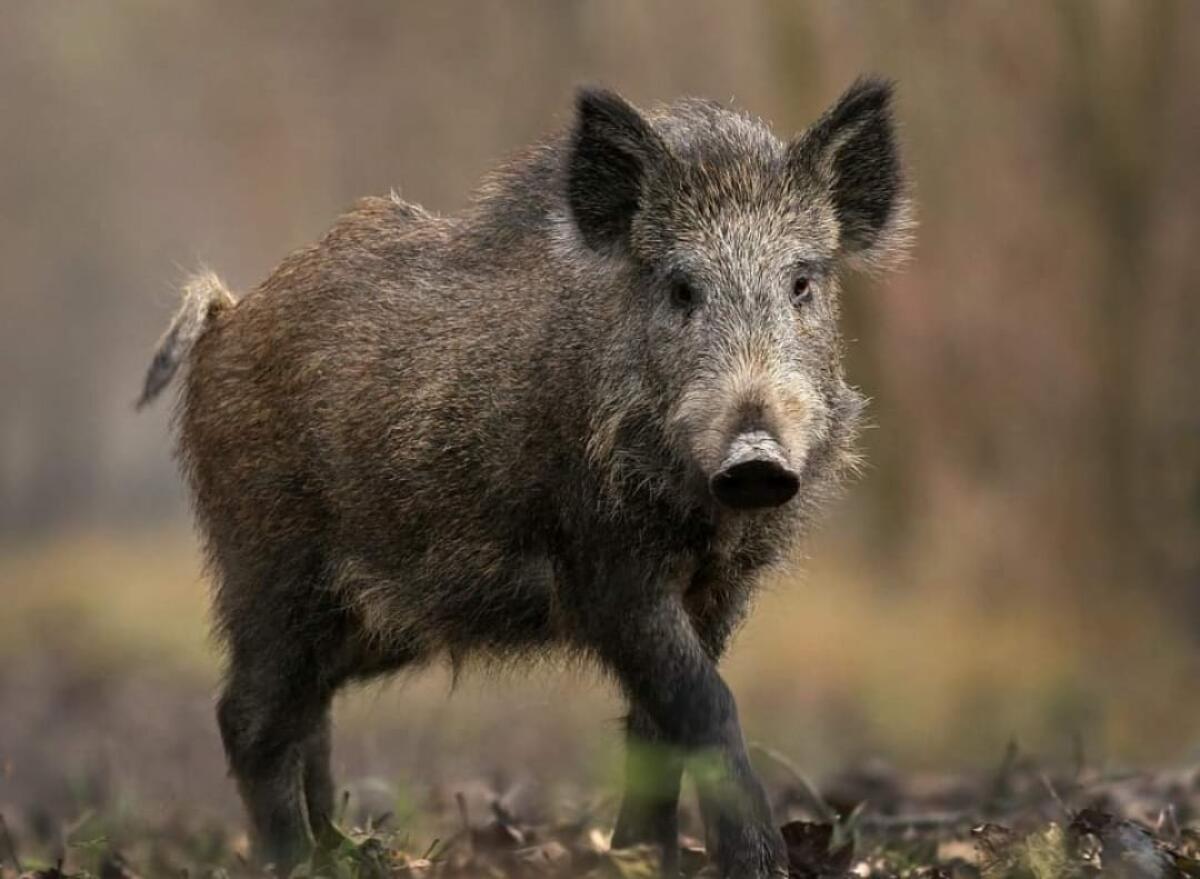 Invasione di cinghiali, il sindaco di Ariccia chiede un tavolo tecnico urgente: "Problemi all'agricoltura e d'igiene" - 