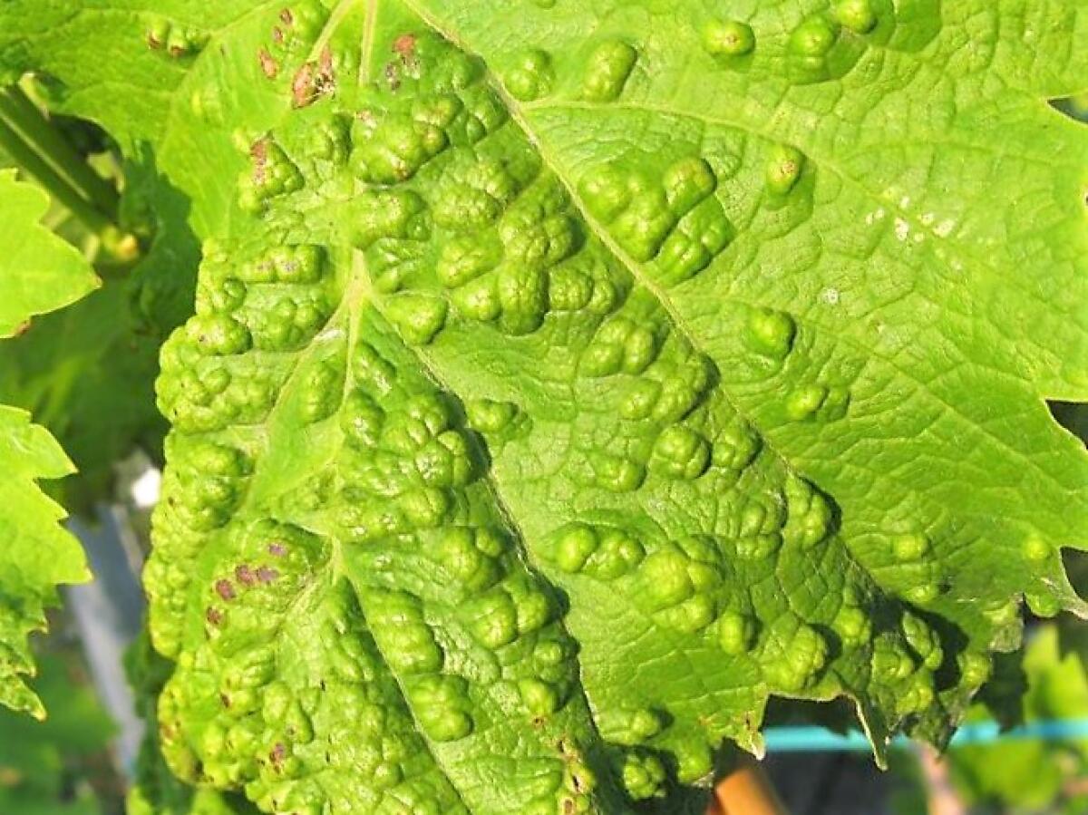 Emergenza peronospora viticola, Confagricoltura Latina: "Situazione gravissima" - 