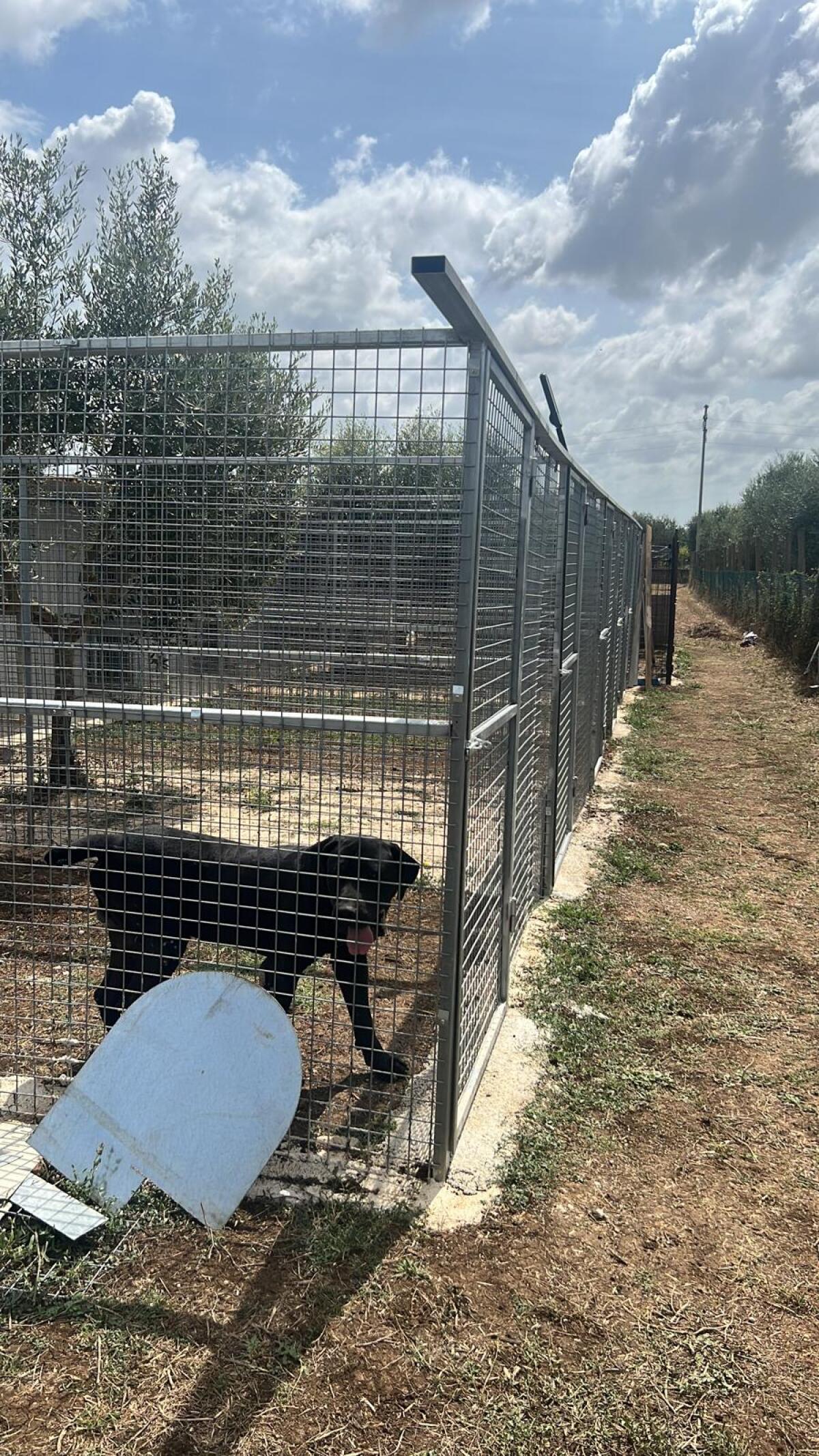 Canile abusivo ritrovato a Lanuvio: sequestrate 18 gabbie - 