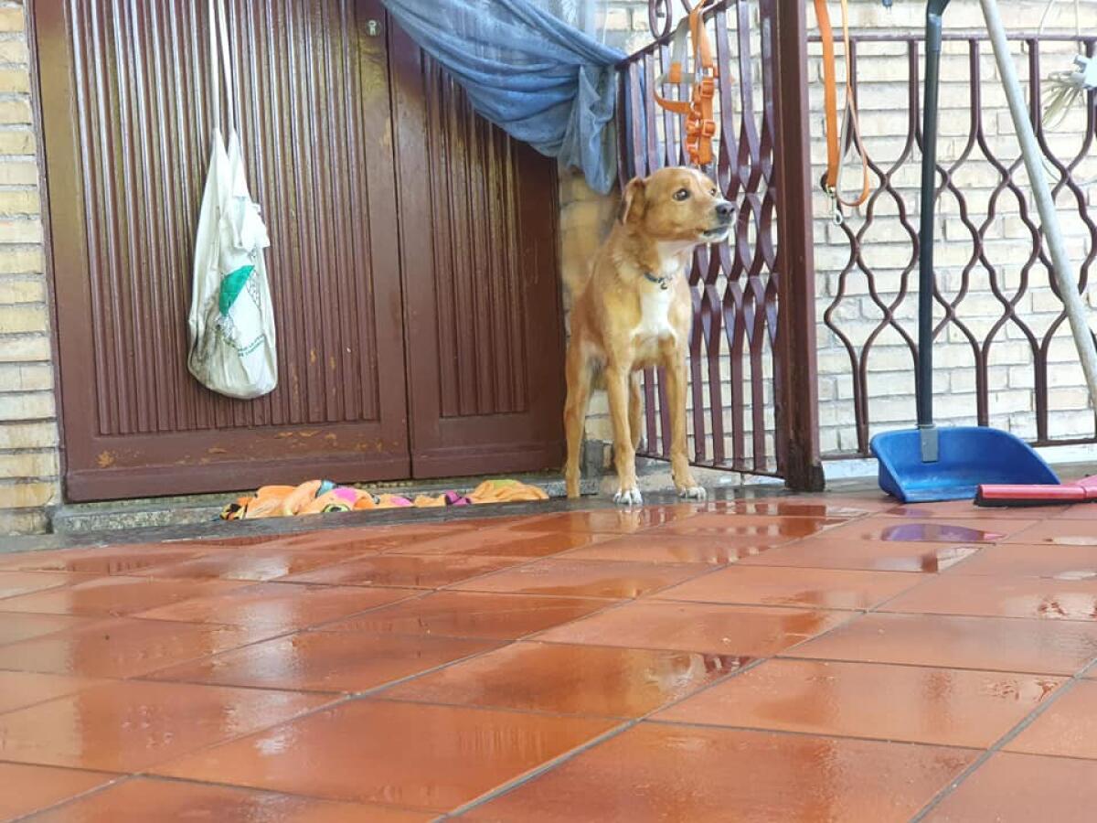 Nettuno, cane lasciato in terrazzo tra feci e urine. Animale sequestrato - 