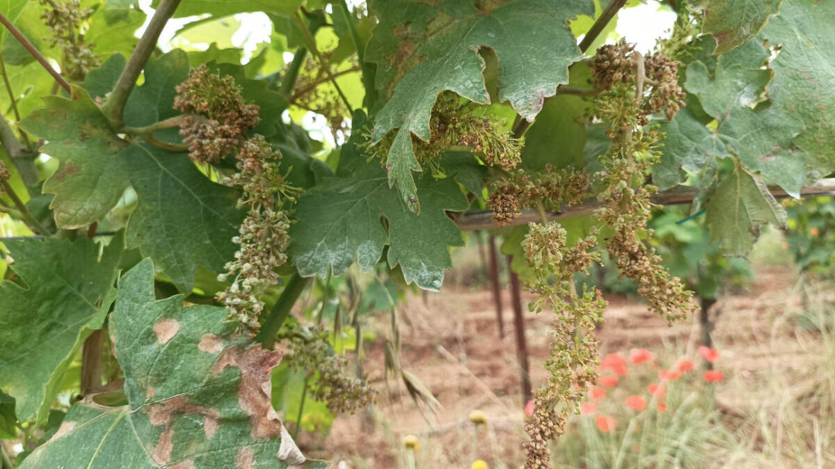 Emergenza peronospora, anche ad Aprilia un modulo per denunciare i danni alle viti - 