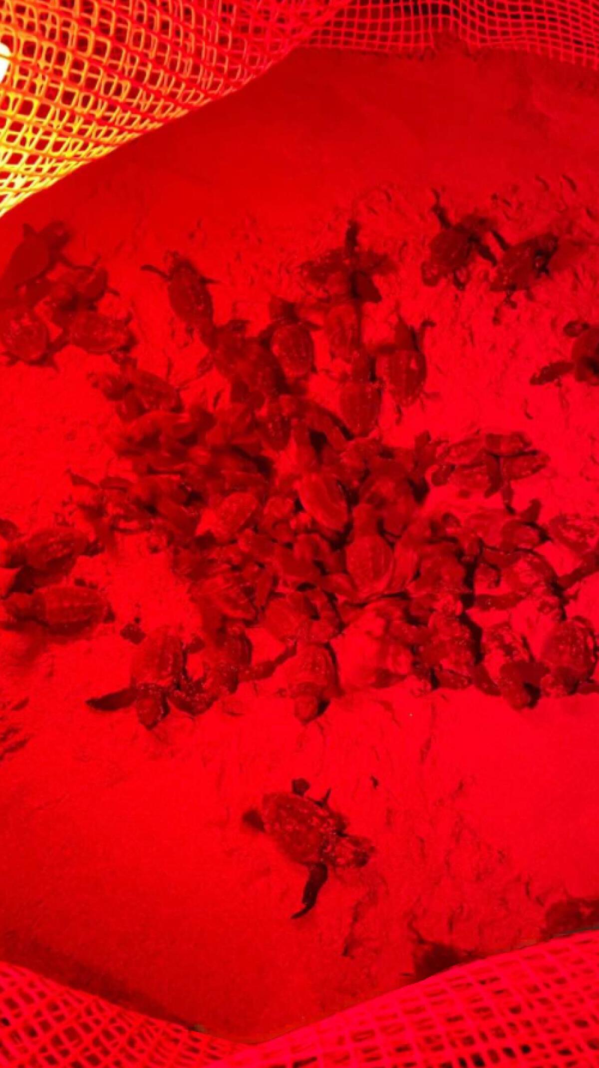 79 tartarughine nascono a Sabaudia nella notte, la corsa verso il mare - 