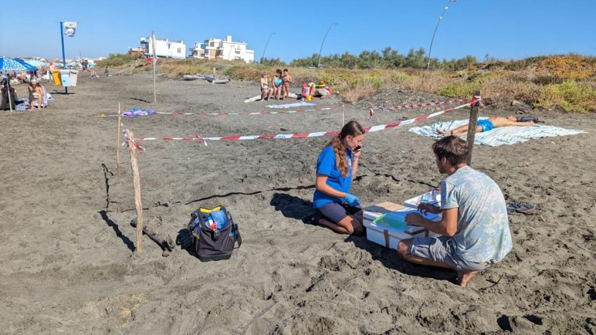 Latina - Una tartaruga sceglie Capoportiere per deporre 74 uova - 