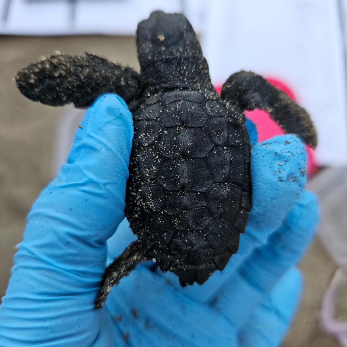 Latina - A Foceverde si schiudono le prime uova di tartaruga! - 