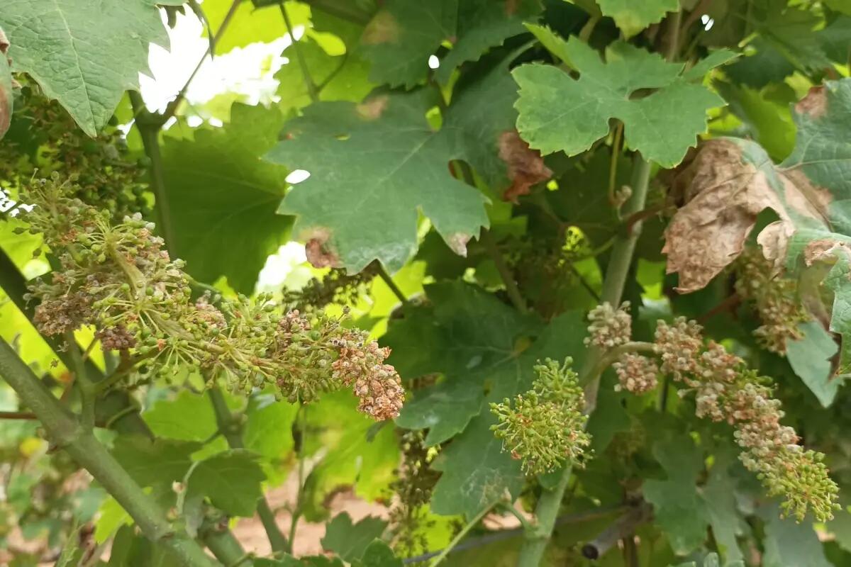 Peronospora dei vigneti, a Sermoneta la giunta delibera la richiesta dello stato di calamità - 