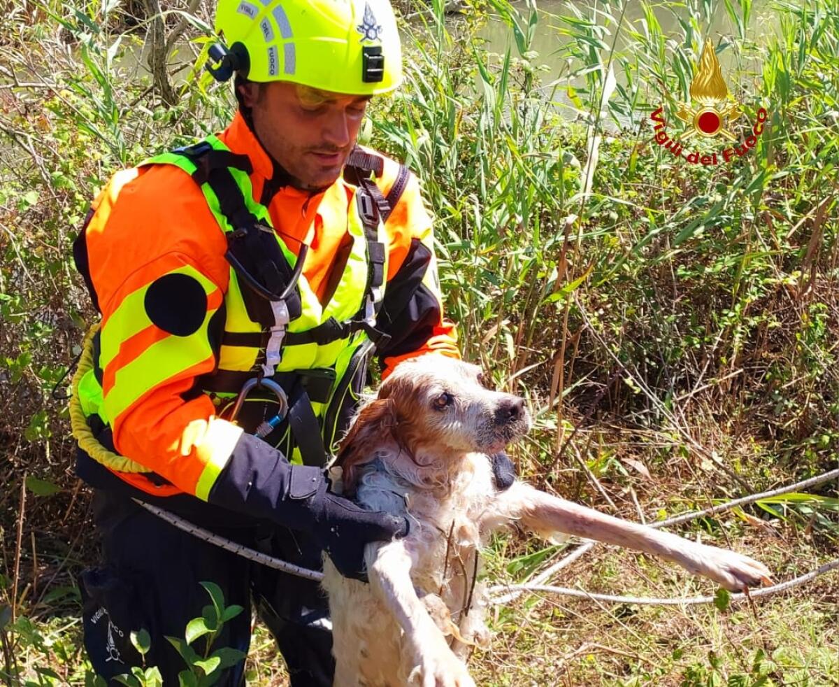Cane finito in acqua, in un canale, salvato dai vigili del fuoco. Era impaurito e stremato. - 