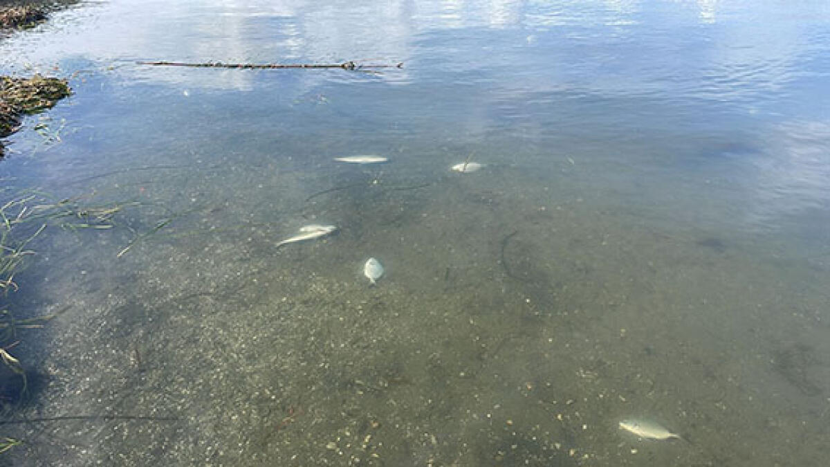 Moria di pesci nel lago di Sabaudia le dichiarazioni del consigliere Maurizio Lucci (FDI) - 