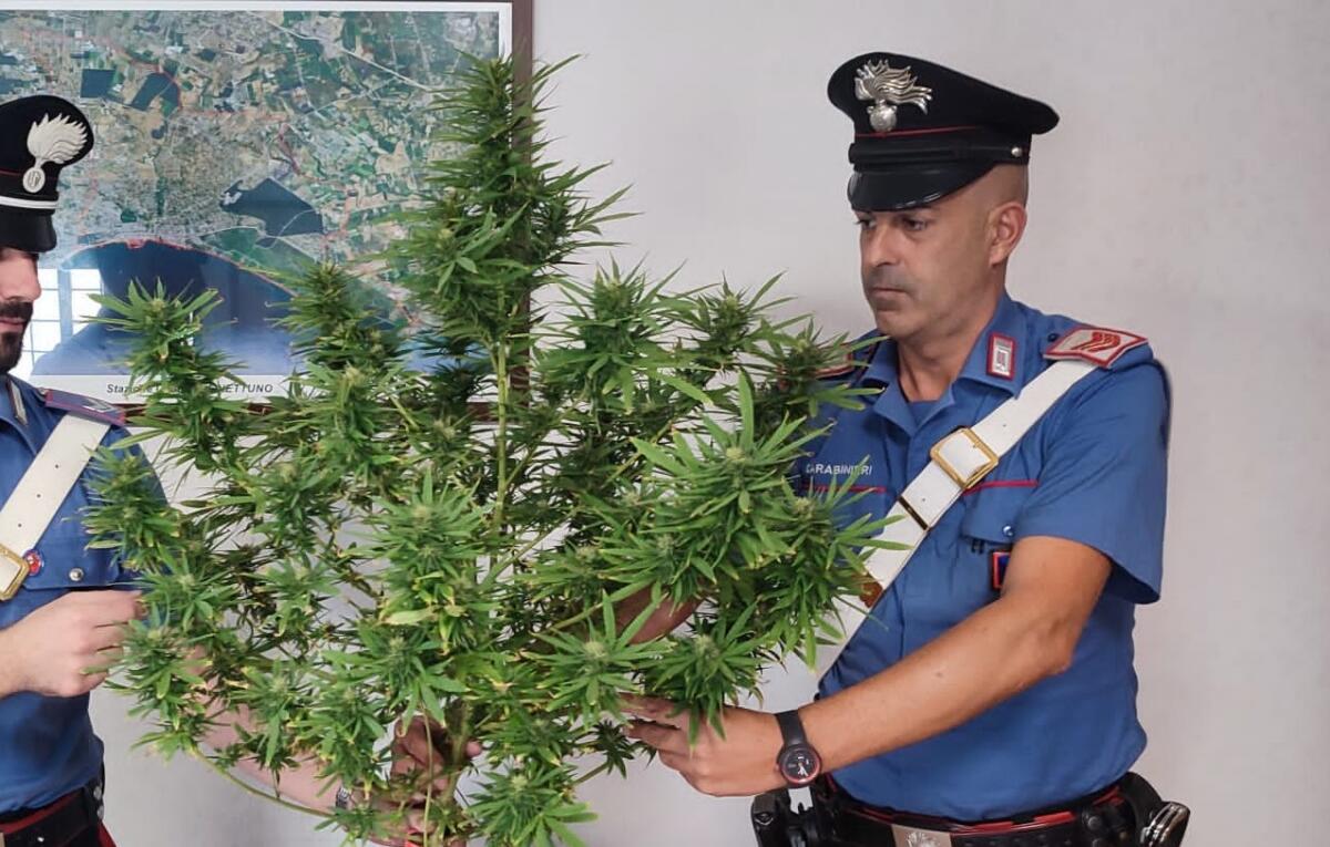 50nne di Nettuno in manette per droga: in casa coltivava marijuana e deteneva dosi di hashish. - 
