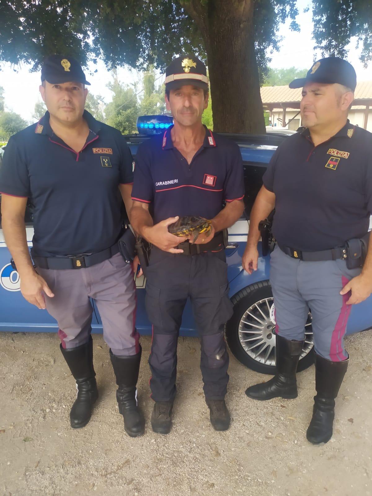 Tartaruga ferita salvata dalla Polizia Stradale di Latina - 